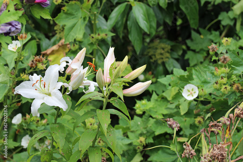 White lily flowers in close up