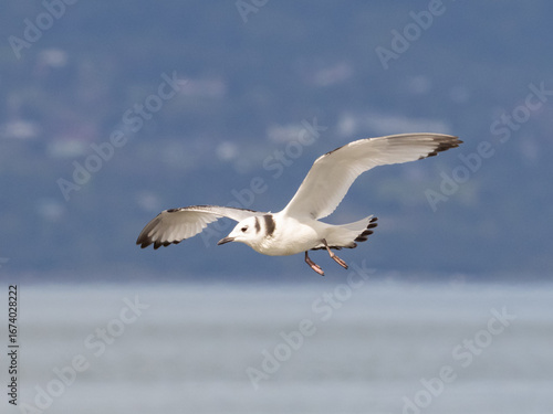 An immature Black-legged Kittiwake in flight with wings raised