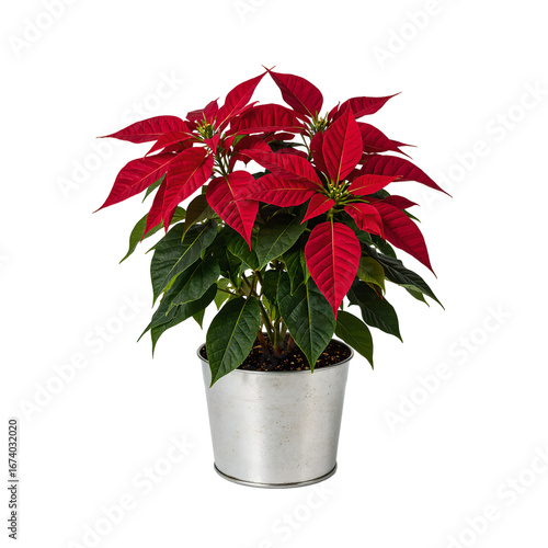 Vibrant red poinsettia plant in a sleek silver pot adding a festive touch to any space with its striking colors, isolated