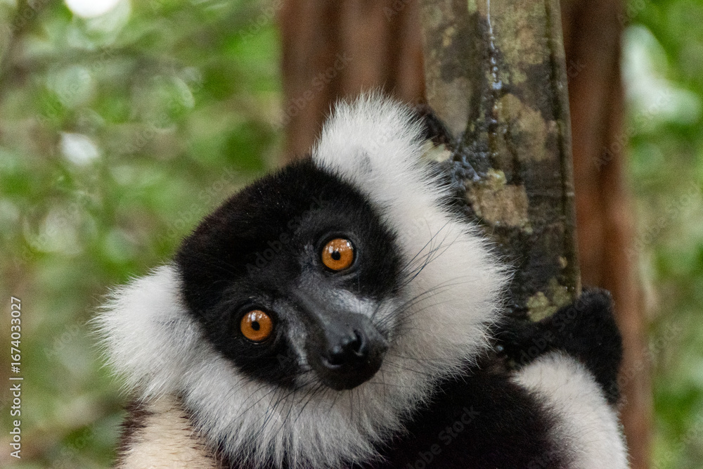 Obraz premium Lémur blanco y negro de collar o Varecia Variegata de Madagascar