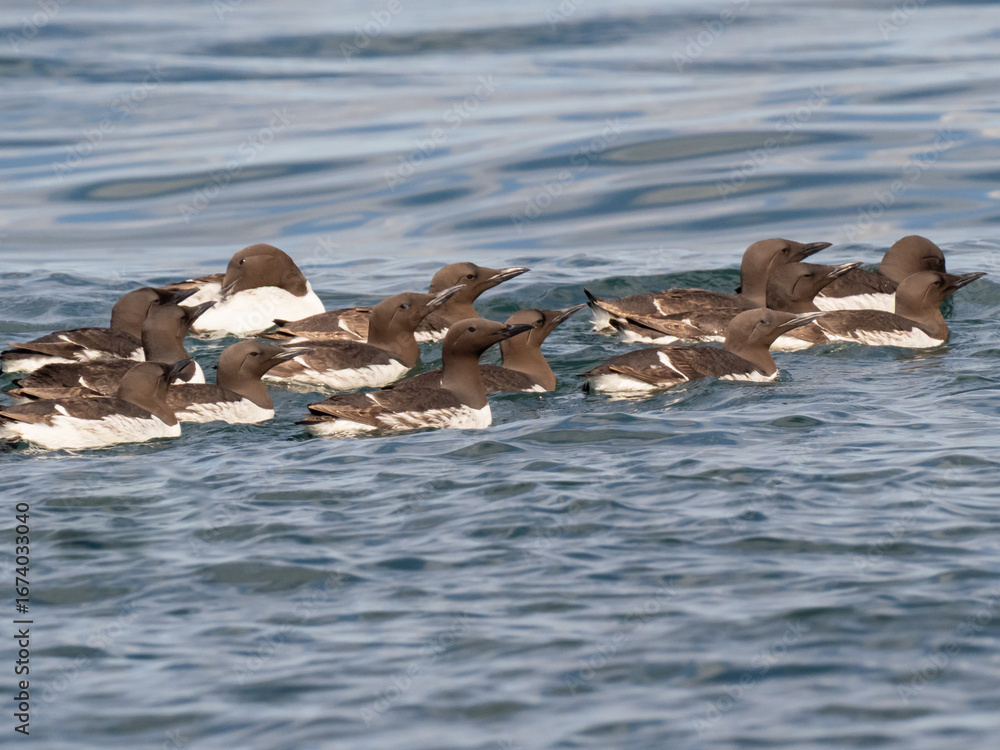 Naklejka premium a small flock of Common Murres sitting on the ocean