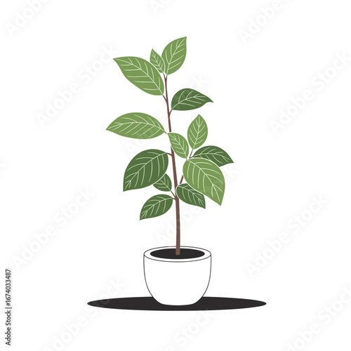 Illustrative botanical study of a young potted plant with green leaves and twigs in a white container on a white background showing a subtle shadow and a simple artistic rendering style
