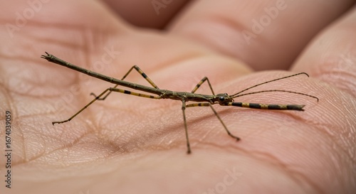 Wallpaper Mural Delicate stick insect, a master of camouflage, held carefully in a human hand, highlighting the gentle interaction between wildlife and humanity Torontodigital.ca