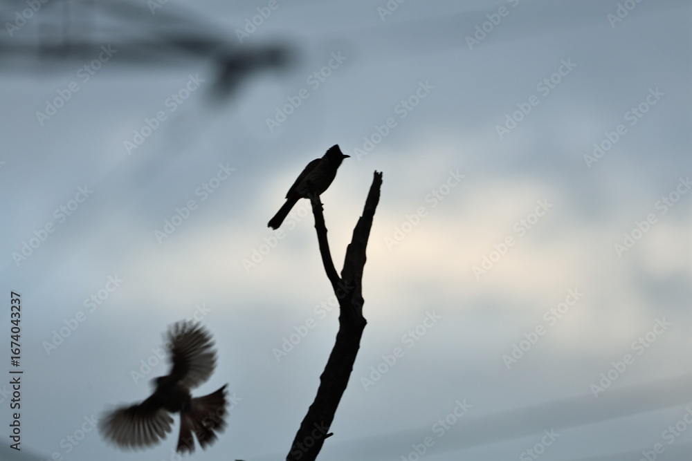 Obraz premium Bulbul