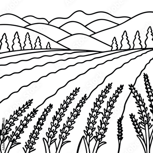 Expensive field of lavender in neat flowing rows coloring page vector art design 