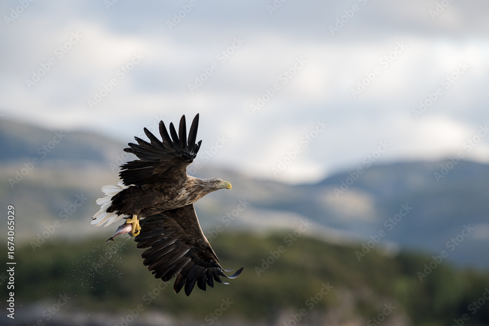 Obraz premium White-tailed eagle (Haliaeetus albicilla)