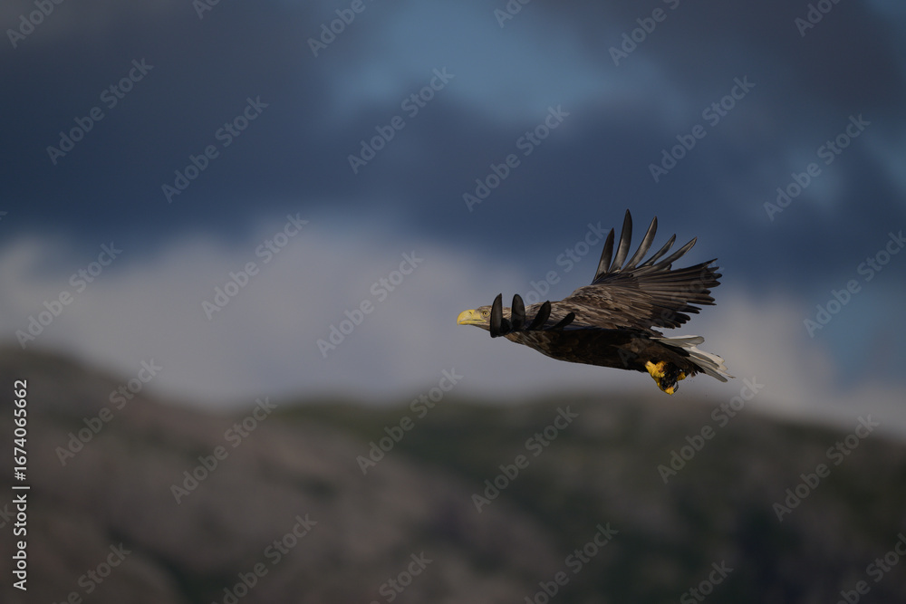 Obraz premium White-tailed eagle (Haliaeetus albicilla)
