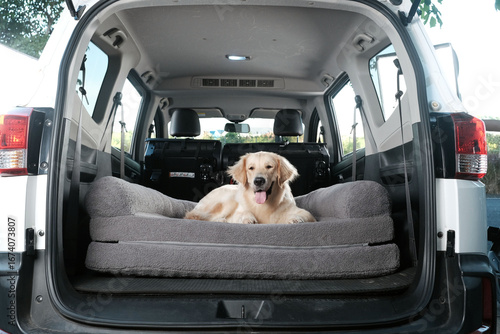 Photography A happy golden retriever dog with its tongue out is resting on a large, gray dog