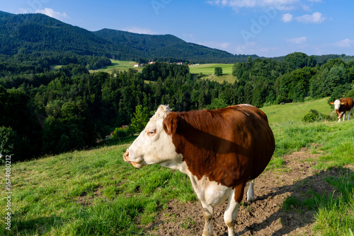 Kuhweide mit Kühen in Bayern mit blick in die Berge und Natur