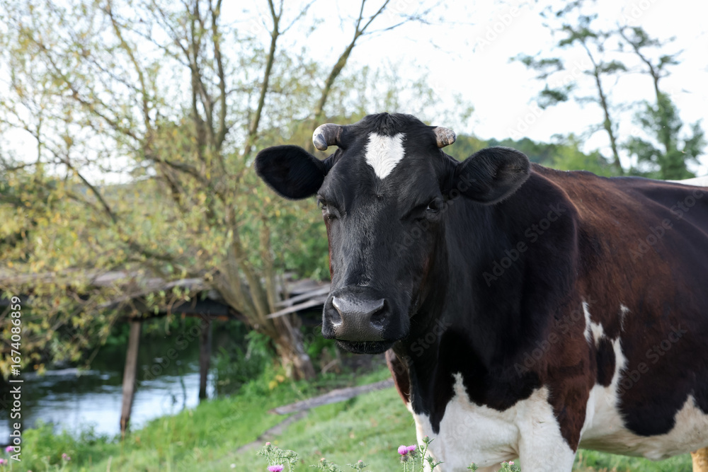 Beautiful black cow with white spots in meadow Beautiful black cow with white spots in meadow