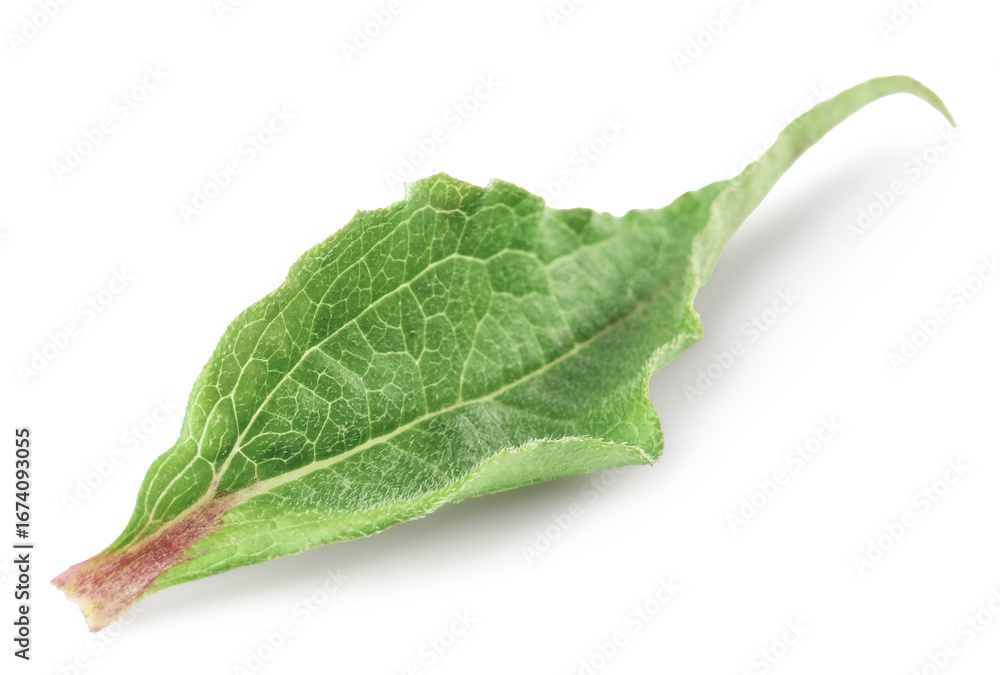 Fototapeta premium One beautiful Echinacea leaf isolated on white