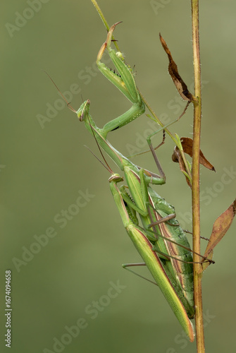 Praying mantis mating in the meadow. Sitting on a dry grass. In the morning dew. Genus Mantis religiosa. Blurred natural green background