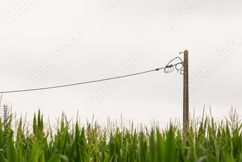 Minimalistic Rural Scene of a Corn Field with an Electricity Pole in Fao, Esposende, Braga, Portugal.