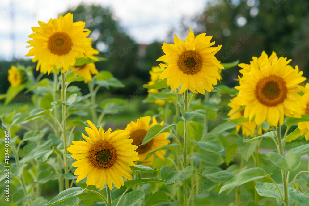 Fototapeta premium A cluster of blooming sunflowers surrounded by lush greenery. Bright colors and sunlight create a lively summer vibe.