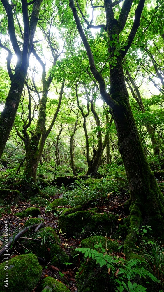 Fototapeta premium Lush forest floor, sunlight filtering
