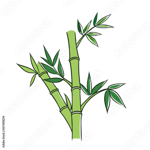 Green bamboo stalks with leaves vector illustration plant