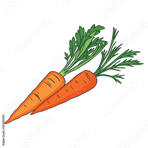Orange carrots with green leafy tops leaves vegetable