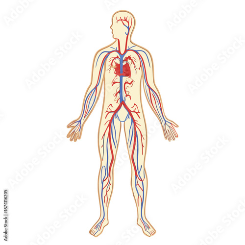 Human circulatory system anatomical diagram with red arteries and blue veins body anatomy