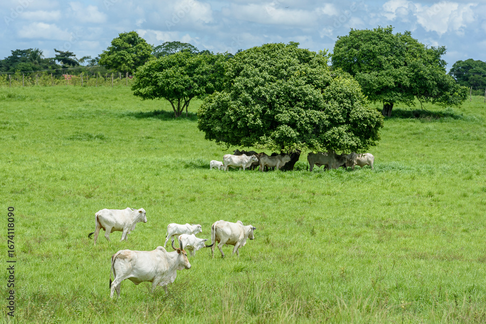 Fototapeta premium Nelore Cattle Grazing in Green Pasture in Jacaraú, Paraíba, Brazil