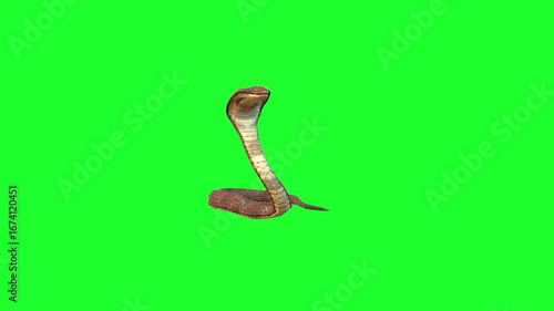 Snake Idle