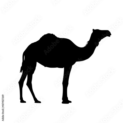 camel vector illustration
