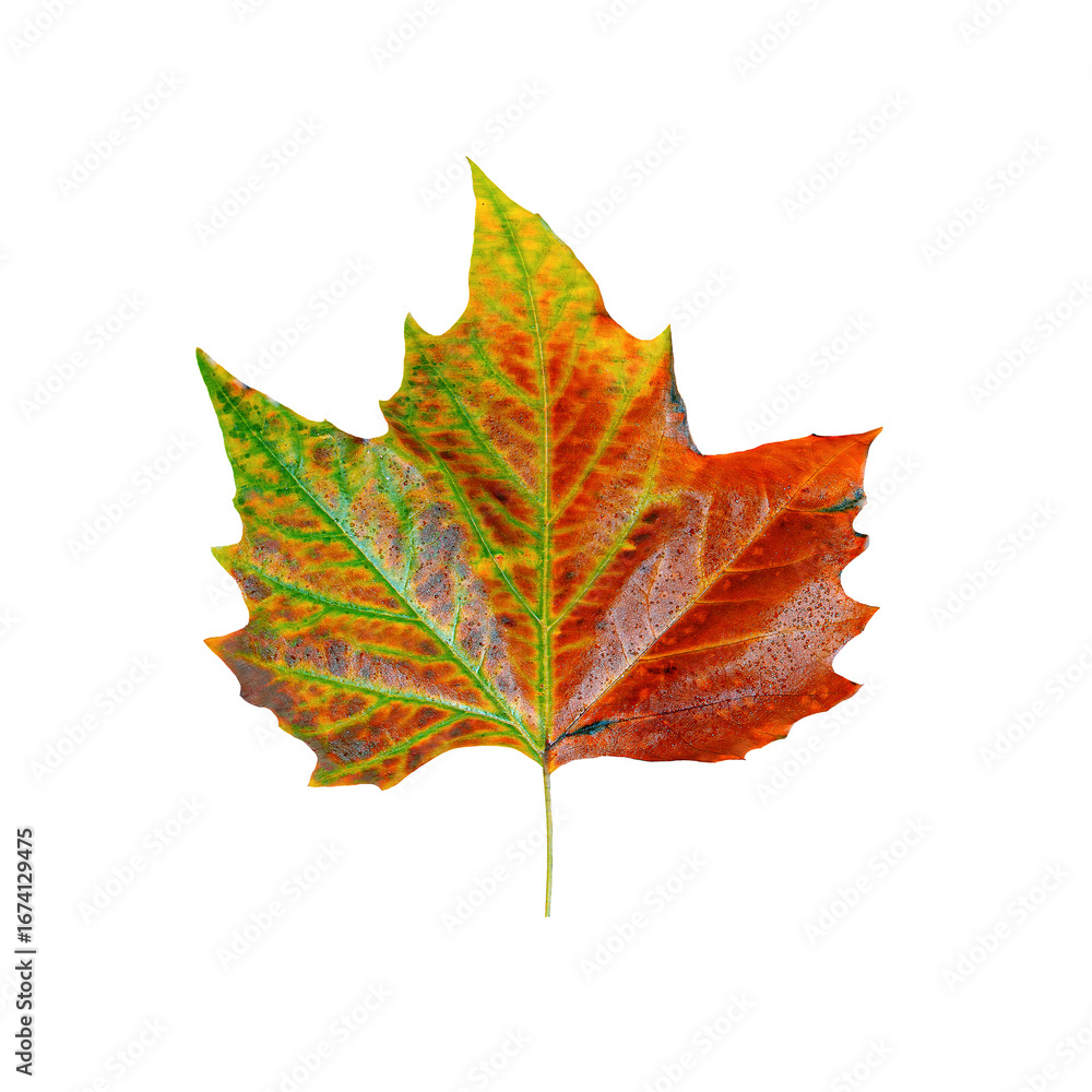 Obraz premium Single maple leaf with bright colorful autumn hues - green, yellow, orange and red - isolated on transparent background. High resolution PNG image with clipping path. Natural autumn foliage.