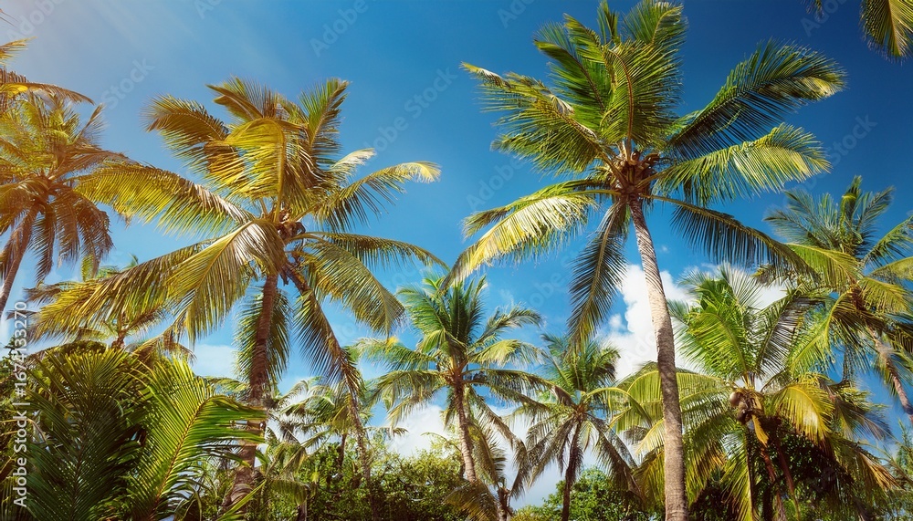 custom made wallpaper toronto digitallush tropical palm trees on a sunny day