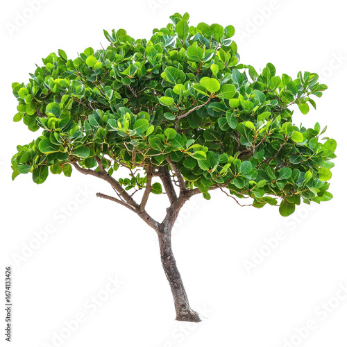 Sea Grape Tree isolated on transparent background