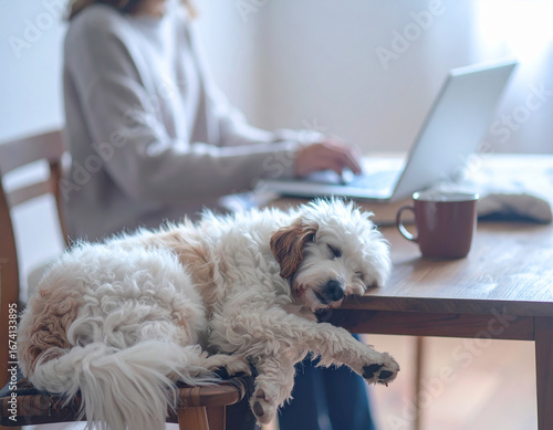 Perro durmiendo, mujer trabajando 