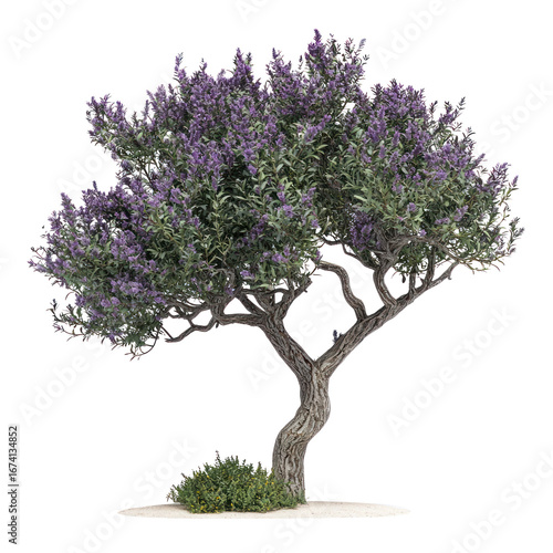 Coastal Sage Tree isolated on transparent background