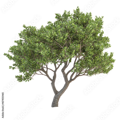 Coastal Sage Tree isolated on transparent background
