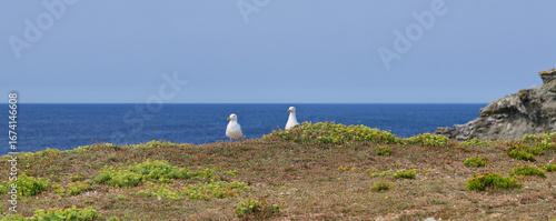Deux Goélands sont installés sur la côte à Belle-île-en-Mer dans le Morbihan en France.
