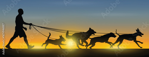Man holding leashes while walking his four dogs side view black silhouette at evening sky during sunset vector illustration.