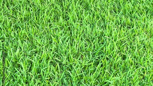 Lush and Vibrant Green Grass Texture Perfectly Suited for Landscaping and Gardening Purposes