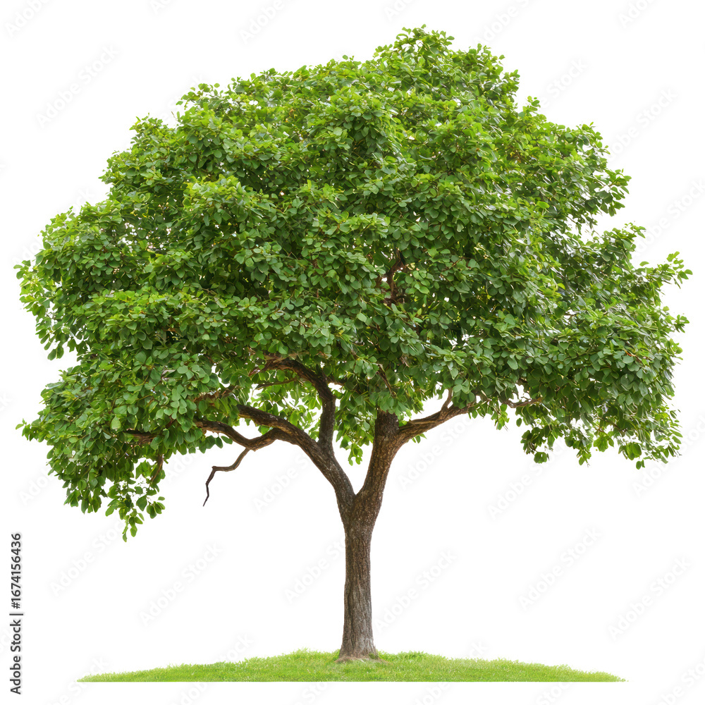 Obraz premium Guazuma (West Indian Elm) Tree isolated on transparent background