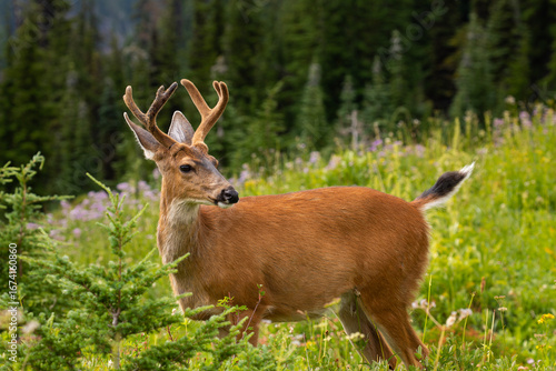 Closeup of black-tailed deer buck at Mt. Rainier National Park in summertime
