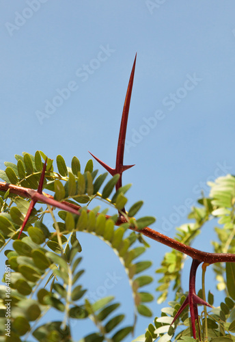 Gleditsia Triacanthos Thorn