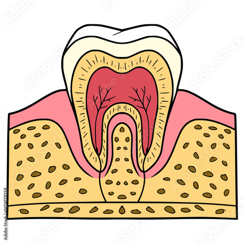 tooth anatomy illustration hand drawn isolated vector