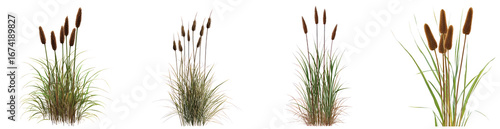 Cattail Tree isolated on transparent background