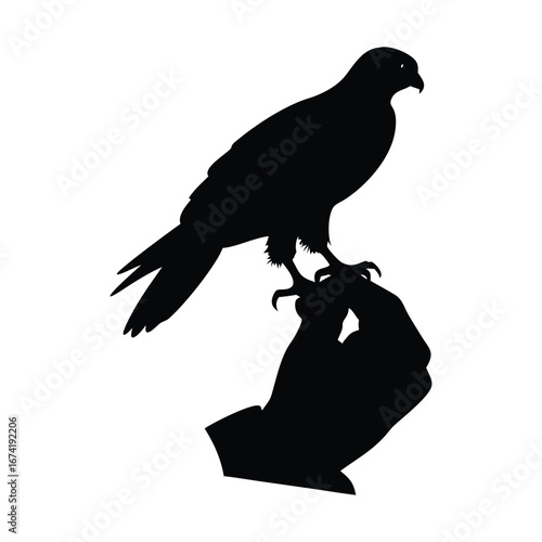 Silhouette of a falcon perched on a gloved hand