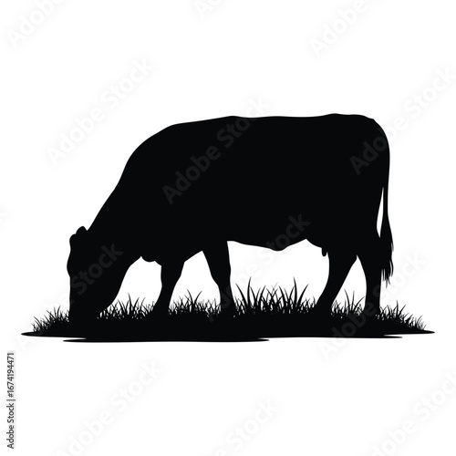 Silhouette of a cow grazing in grass on a white background cattle animal