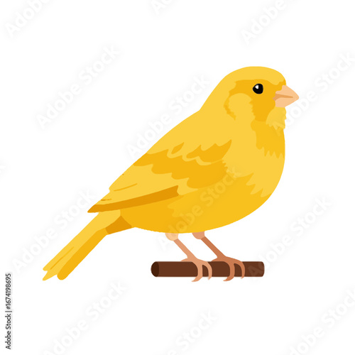 Yellow Canary Bird Perched On A Brown Branch Isolated On White Background