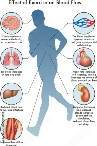 Medical illustration of Effect of Exercise on Blood Flow, with annotations.