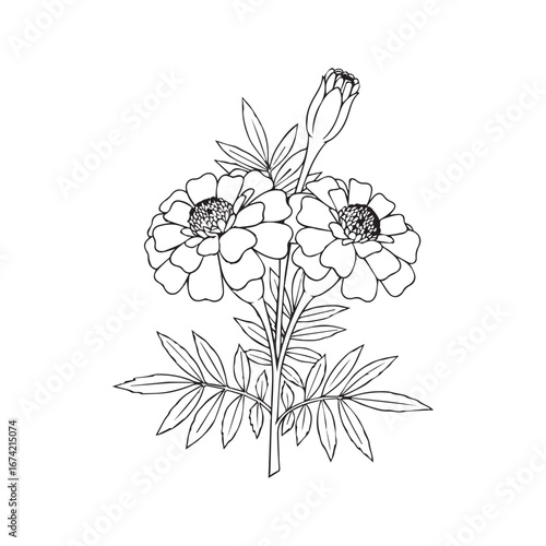 Vector art of a detailed line drawing of two marigold flowers with a bud and leaves, isolated on a