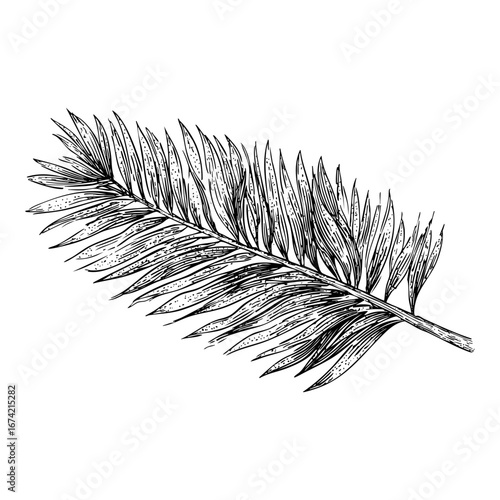 Single Palm Leaf Engraving Illustration of Tropical Frond Design