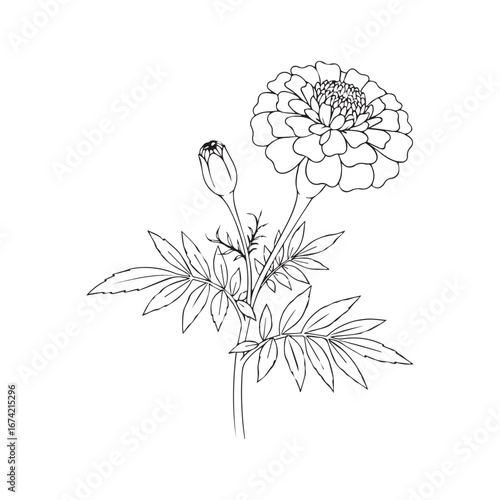 Vector art of a delicate line drawing of a marigold flower with a bud and leaves, isolated on a