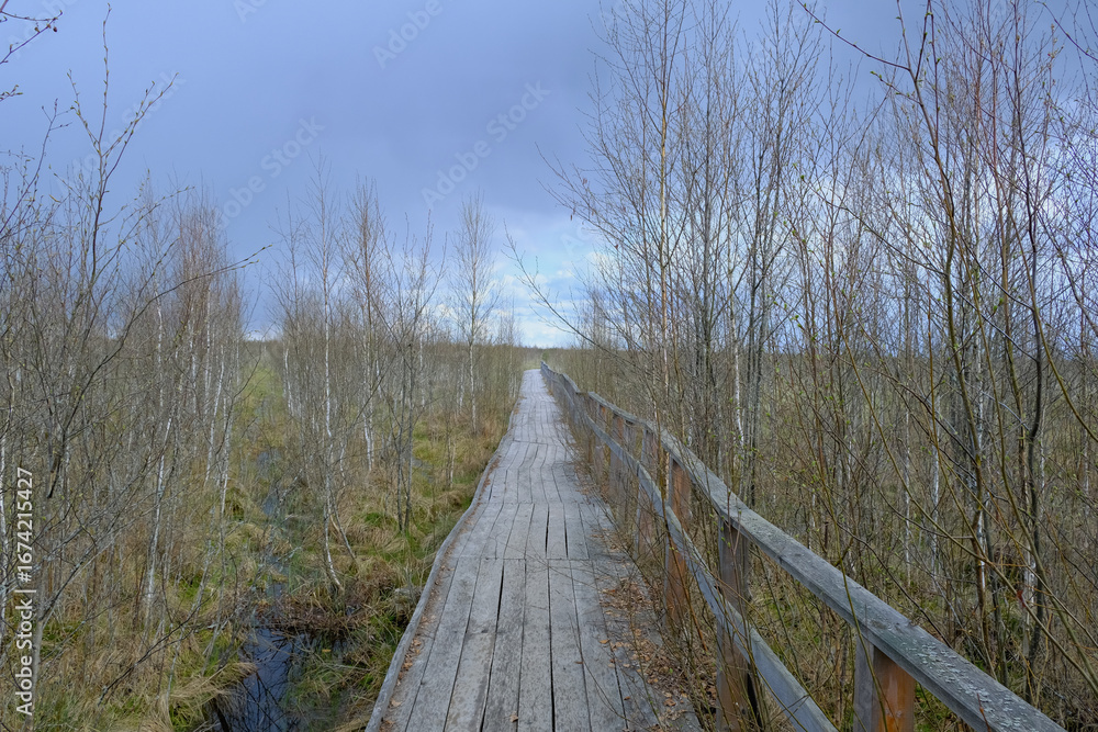 Fototapeta premium Wooden Boardwalk Through Wetlands in Yelnya Nature Reserve, Belarus