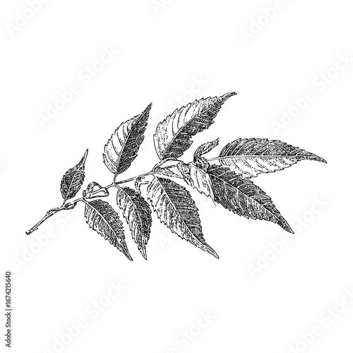 Elm Branch Engraving Illustration of Deciduous Tree Foliage Detail