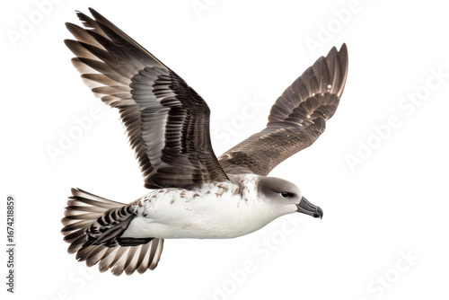 Majestic petrel bird isolated on clear transparent background emphasizing its streamlined body and wings for birdwatching enthusiasts.
