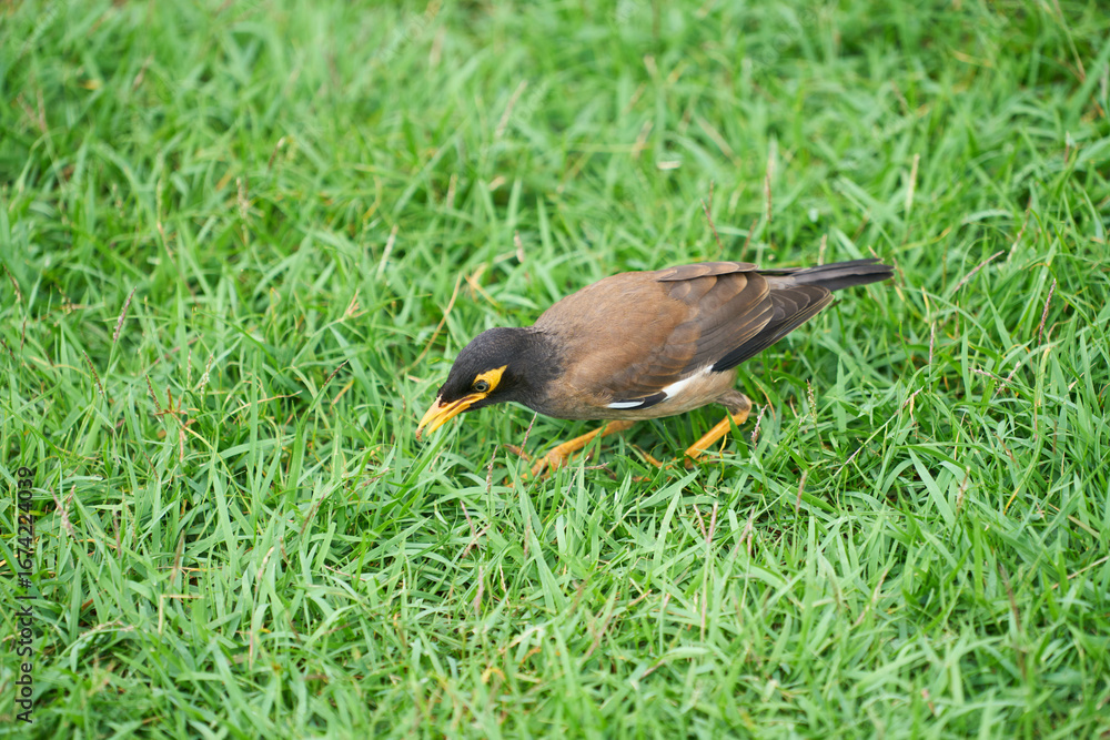 Obraz premium duck in the grass